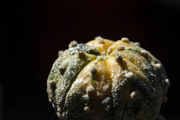 Cactus Astrophytum Asterias Variegata — Fotografia de Stock