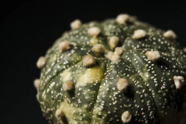 Cactus Astrophytum Asterias Variegata — Fotografia de Stock