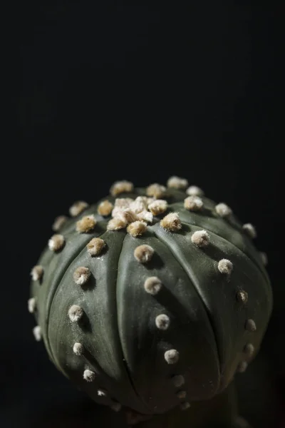 Cacto Astrophytum Asterias Nudum — Fotografia de Stock