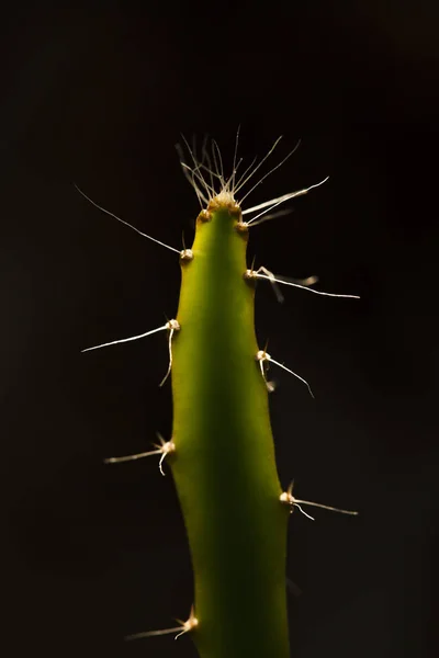 Cactus Hylocereus Undatus Árbol Flores — Foto de Stock