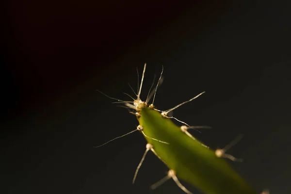 Kaktus Hylocereus Undatus Květ Strom — Stock fotografie