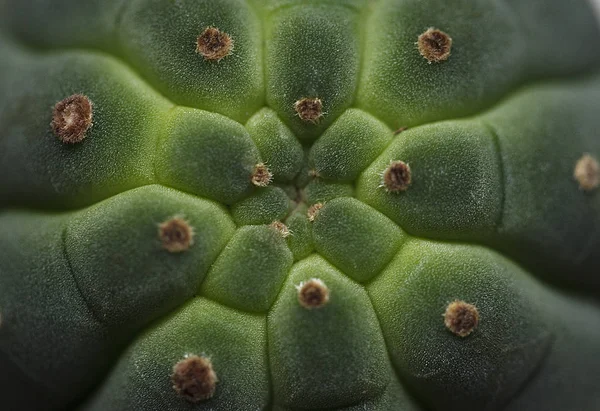 Cactus Matucana Flower Tree — стокове фото
