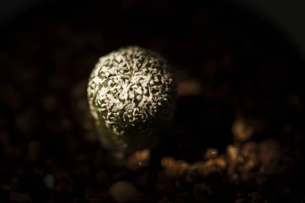 Cactus Astrophytum Asterias Superv — Foto de Stock