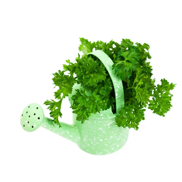 Curly or Curled Parsley — Stock Photo, Image