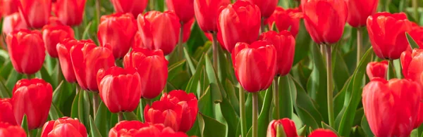 Jarní červené tulipány — Stock fotografie