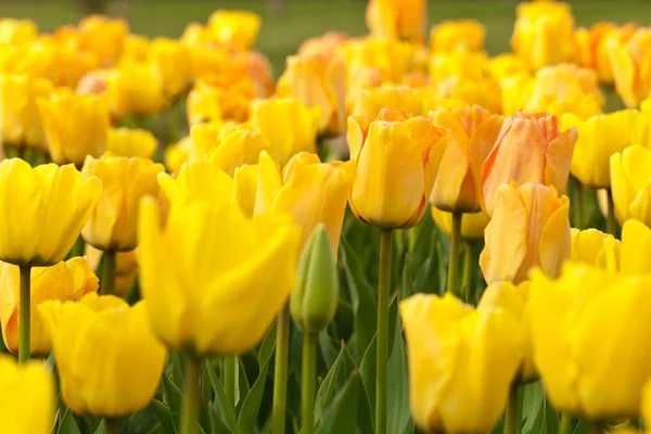 Jarní žluté tulipány — Stock fotografie