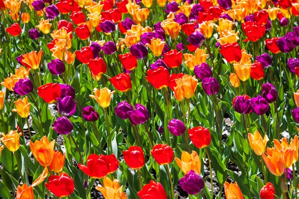 Tulipány barevné pozadí — Stock fotografie
