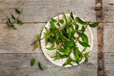 Taze nane yaprakları