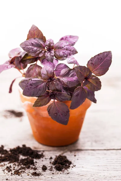 Growing Purple Basil