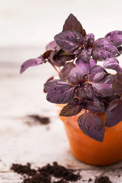 Tumbuh kemangi ungu — Stok Foto