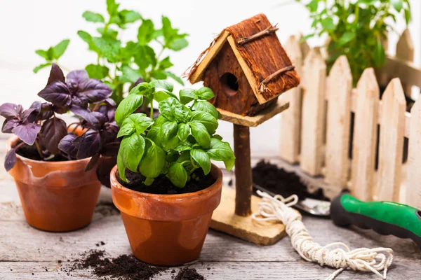 Spring Gardening Background with Growing Green Basil Herb Plants in Pot. Selective focus.