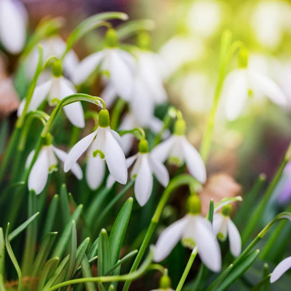 Ormandaki Kar Damlası Galanthus Çiçekleri Alanın Sığ Derinliği Seçici Odak Stok Resim