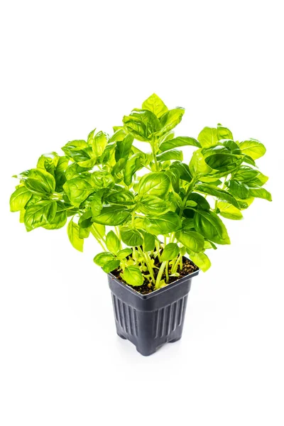 Tumbuh Green Sweet Basil Herb Plants Pot Terisolasi Putih Fokus — Stok Foto