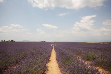 Lavanta tarlası ve mavi gökyüzü