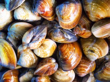 Surf clam kısa boyunlu midye halı midye Venüs kabuk bebek deniz tarağı