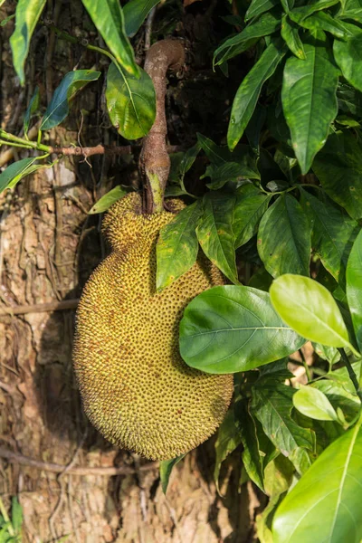 Großaufnahme Jackfruchtbaum — Stockfoto