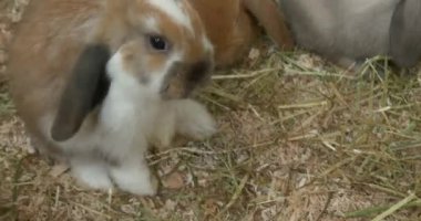Burnunu silerek bir bebeği tavşan