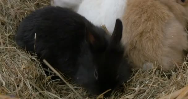 Conejos bebé de cerca — Vídeo de stock
