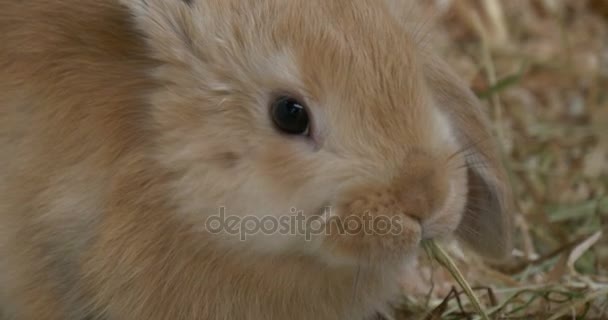 Coniglio bambino marrone — Video Stock