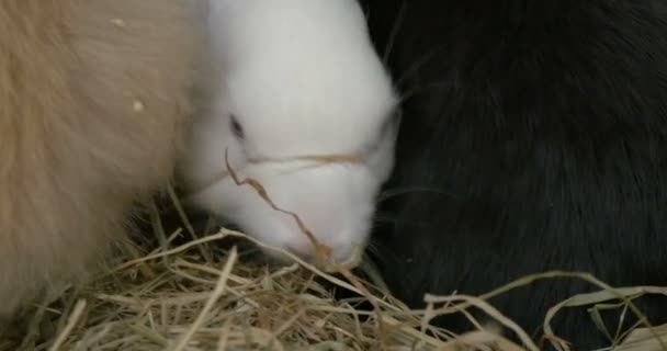 Bébés lapins Fermer — Video