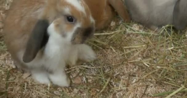 Ein kleines Kaninchen wischt sich die Nase — Stockvideo