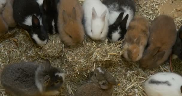 Bunch Bunnies Comer — Vídeo de Stock