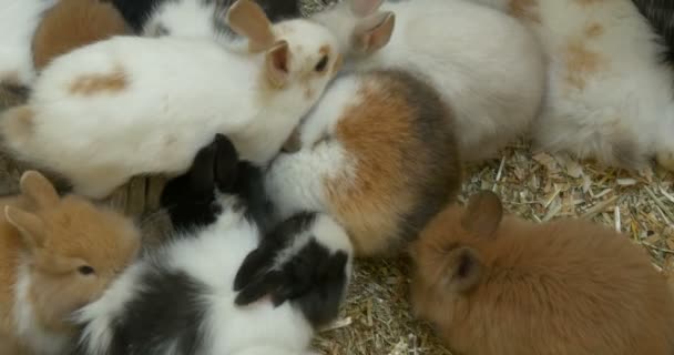 Un mucchio di coniglietti che mangiano il fieno — Video Stock