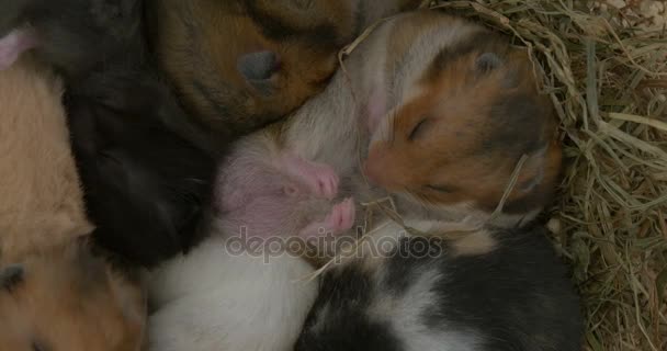 Grupo de ratones bebé durmiendo en el heno — Vídeos de Stock