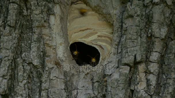 Hornets fly In the nest — Stock Video