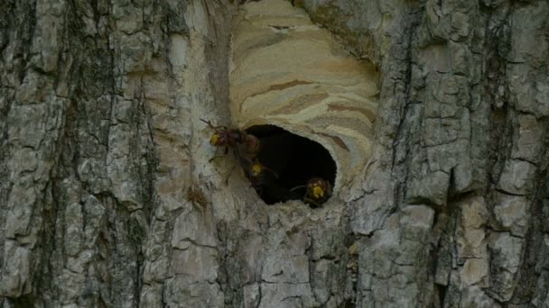 A colony of hornets fly near the nest — Stock Video