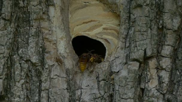 Uma colônia de vespas voa perto do ninho — Vídeo de Stock