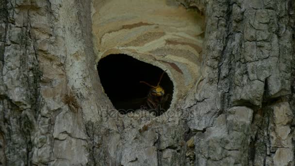 Hornissen fliegen aus dem Nest — Stockvideo