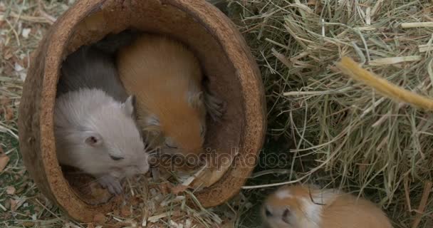 Pequenos ratos em poucas palavras no feno — Vídeo de Stock