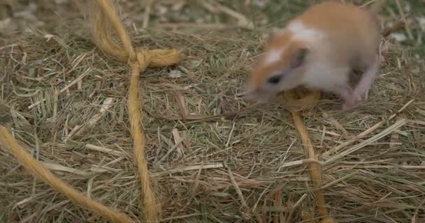ベイル干し草の上に小さなマウス — ストック動画