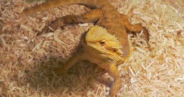 Pogona yakından