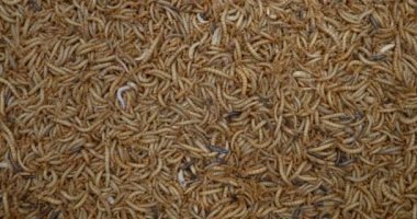 solucanlar doku ve arka plan