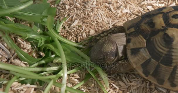 Tortuga pequeña comer verduras — Vídeos de Stock