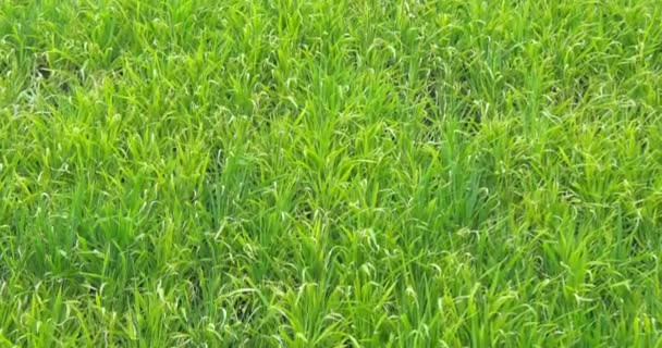 Зелені рисові поля — стокове відео