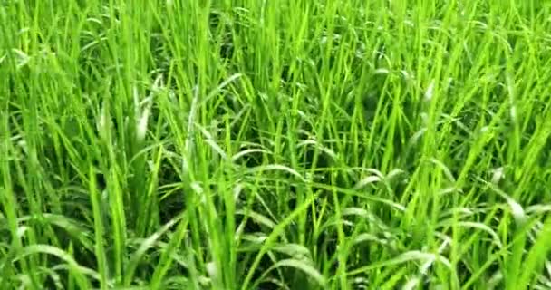 Zöld rizsültetvény — Stock videók