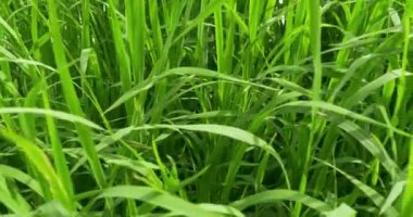 Yeşil pirinç tarlası