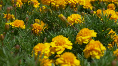 Bir tarlada sarı çiçekler