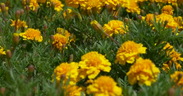 Fleurs jaunes dans un champ