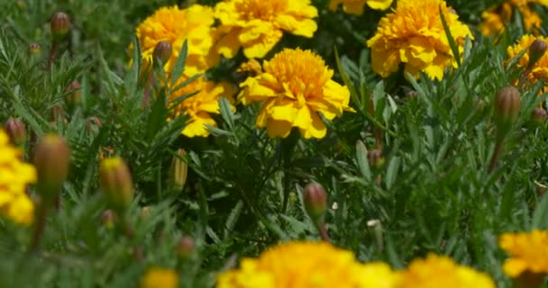 Fleurs jaunes dans un champ