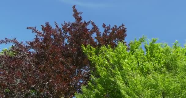 Folhas em ramos de árvore — Vídeo de Stock