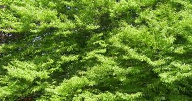 ağaçlar yeşil yapraklar