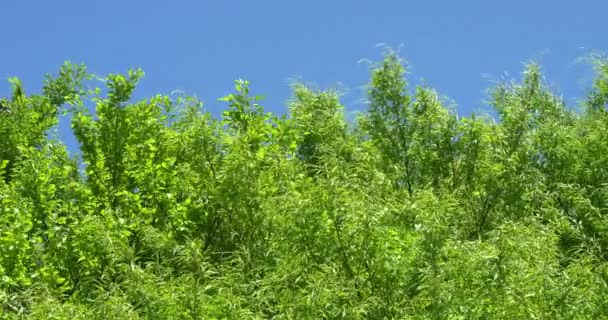 Green leaves on tree branches — Stock Video