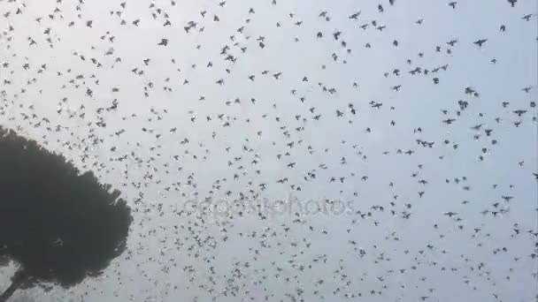 Corvos voando no céu — Vídeo de Stock