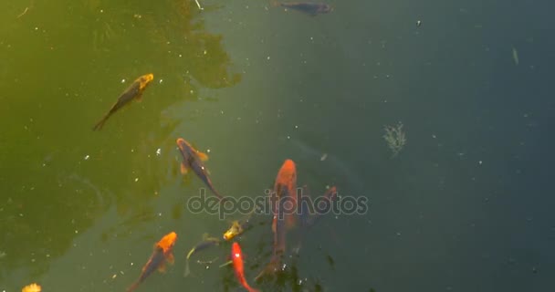 Czerwone ryby w wodzie — Wideo stockowe