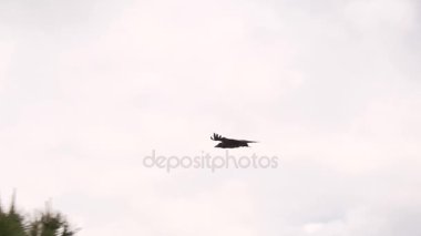 bulutlu gökyüzü uçan karga