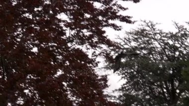 ormanda uçan kargalar